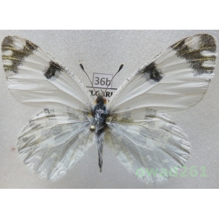 Euchloe ausonia (Hubner, 1805) Bulgaria36b